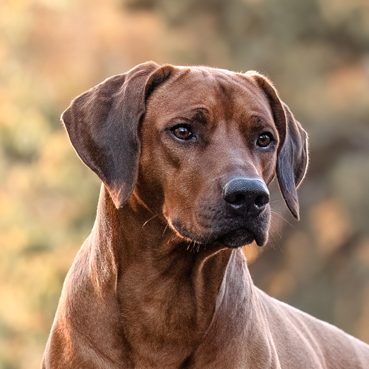 Hudson Hawk Sangoma Rhodesian Ridgeback Deckrüde Nonnweiler Club ELSA Rüde Wavulanawangu