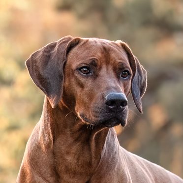 geback Wavulanawangu Deckrüde